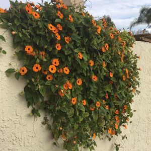 Meet your Posher, Thao